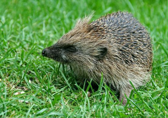 Hedgehog <i>Erinaceus europaeus</i>